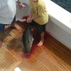 Great Bluefin tuna and marlin fishing in Southern California. Welcome back summer of 2014!
